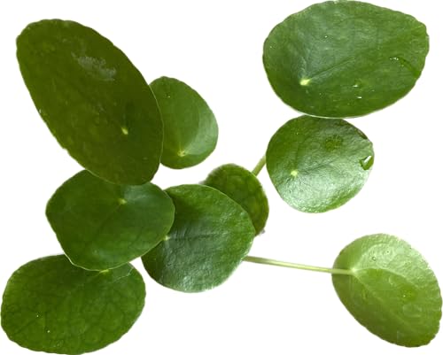 Chinese Money Plant Live - Pilea peperomioides Live Plant | 4-Inch & 6-inch Pot Y7295