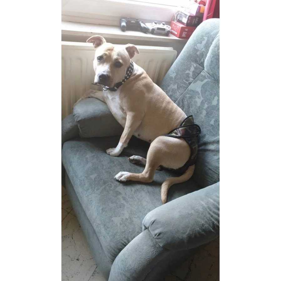 Washable Female Dog Diaper J3143