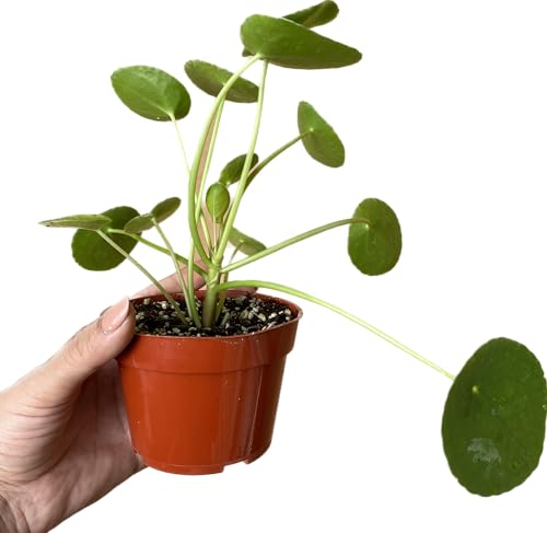 Chinese Money Plant Live - Pilea peperomioides Live Plant | 4-Inch & 6-inch Pot Y7295