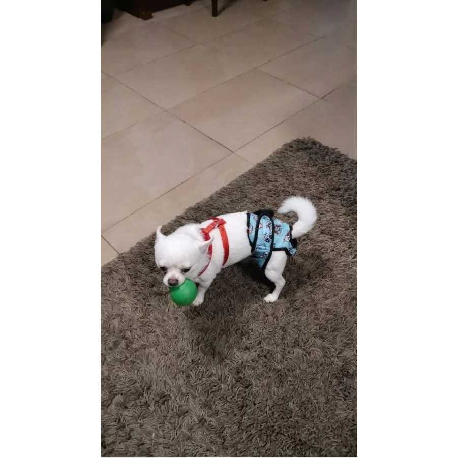Washable Female Dog Diaper J3143