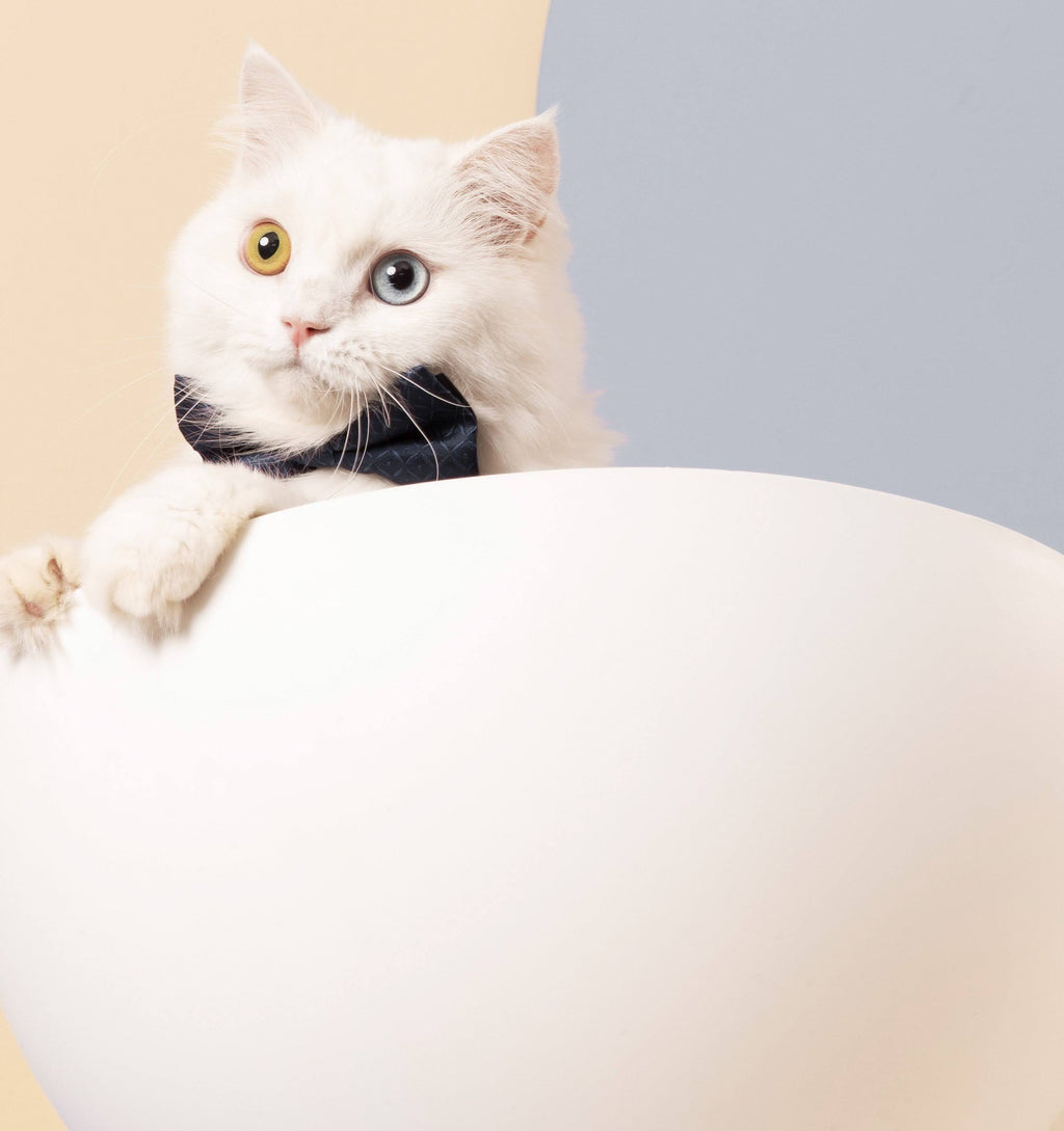 Elevated Cat Bed R574898