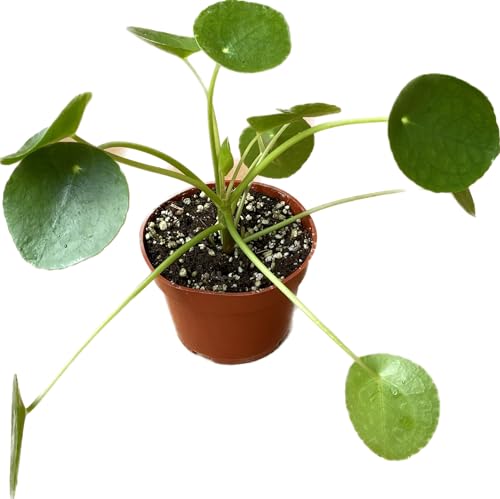 Chinese Money Plant Live - Pilea peperomioides Live Plant | 4-Inch & 6-inch Pot Y7295