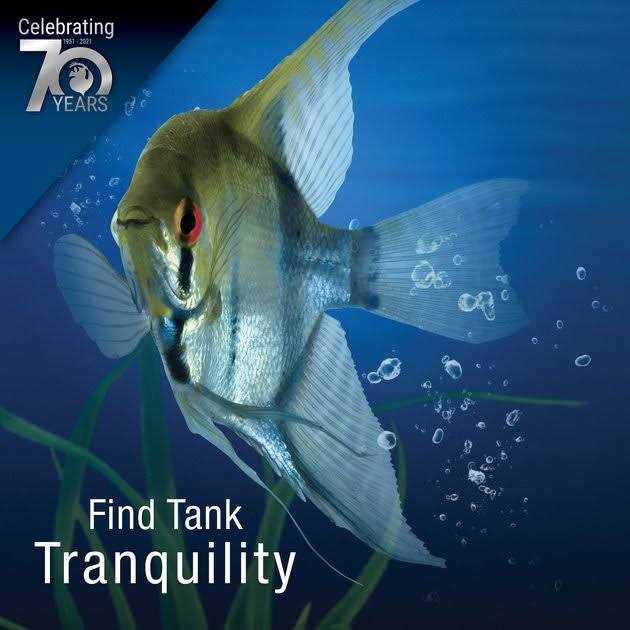 20 Gallons Aquatic Turtle Kit with Filter And Heating Lamps W48122