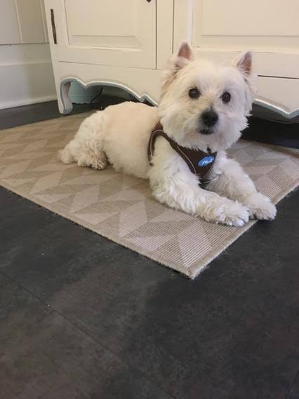 Toffee Air Mesh Harness C533878