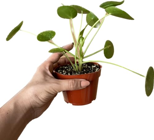 Chinese Money Plant Live - Pilea peperomioides Live Plant | 4-Inch & 6-inch Pot Y7295