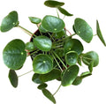 Chinese Money Plant Live - Pilea peperomioides Live Plant | 4-Inch & 6-inch Pot Y7295