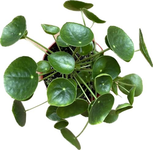 Chinese Money Plant Live - Pilea peperomioides Live Plant | 4-Inch & 6-inch Pot Y7295