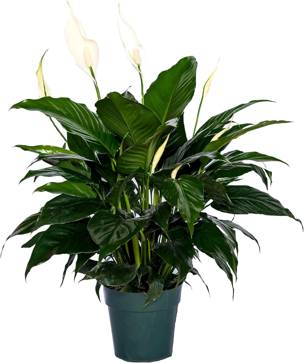 6" Pot Live Spathiphyllum Plant S10452