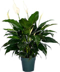 6" Pot Live Spathiphyllum Plant S10452