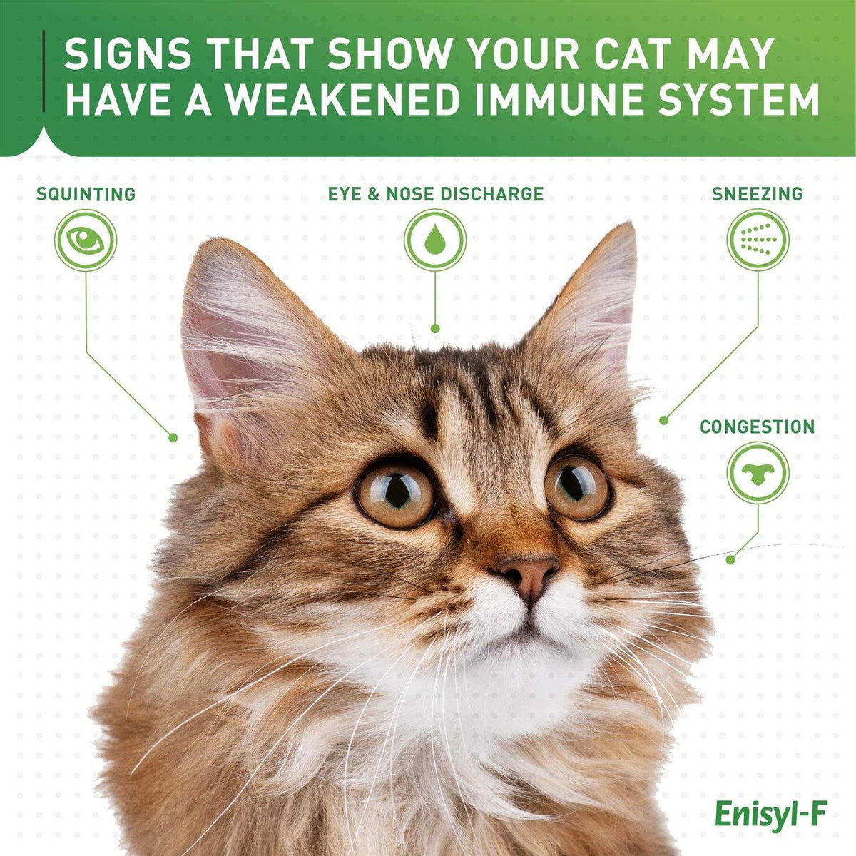 L-Lysine Chews for Cats Q5426