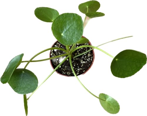 Chinese Money Plant Live - Pilea peperomioides Live Plant | 4-Inch & 6-inch Pot Y7295