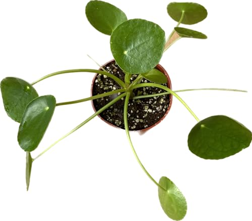 Chinese Money Plant Live - Pilea peperomioides Live Plant | 4-Inch & 6-inch Pot Y7295
