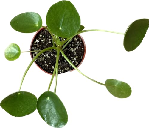 Chinese Money Plant Live - Pilea peperomioides Live Plant | 4-Inch & 6-inch Pot Y7295