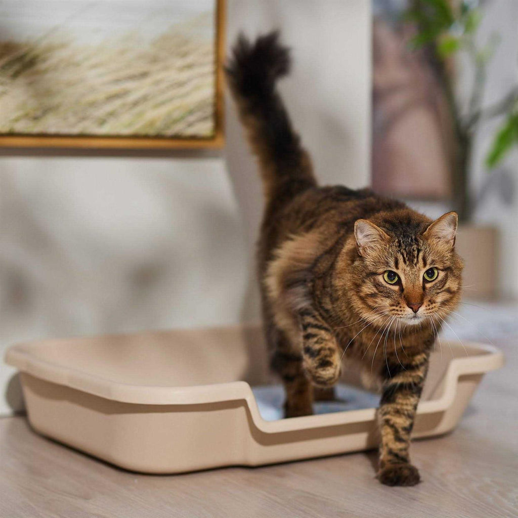 Senior Cat Litter Box Y352